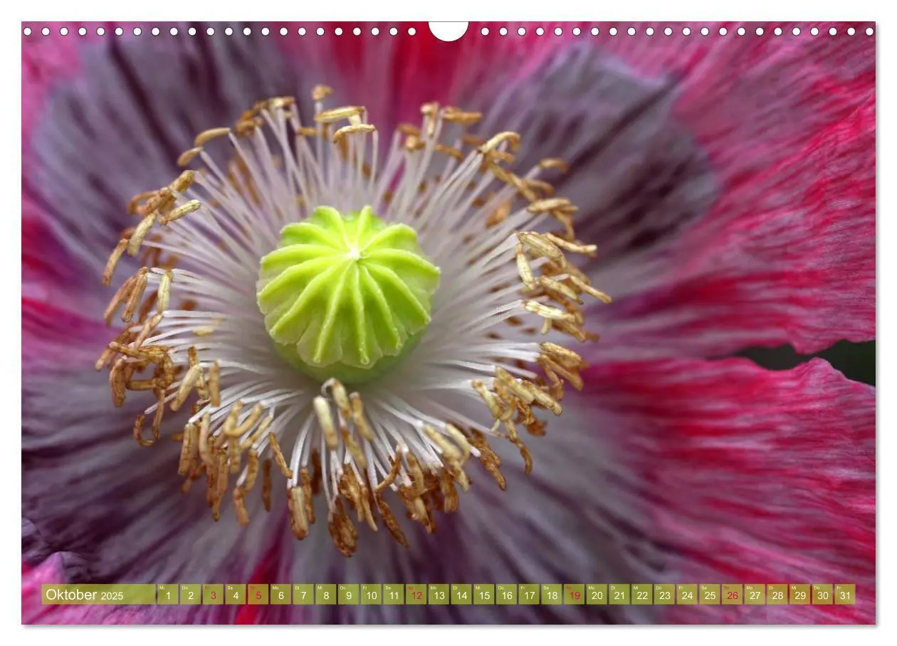 Bild: 9783435734160 | Mohn Tage (Wandkalender 2025 DIN A3 quer), CALVENDO Monatskalender