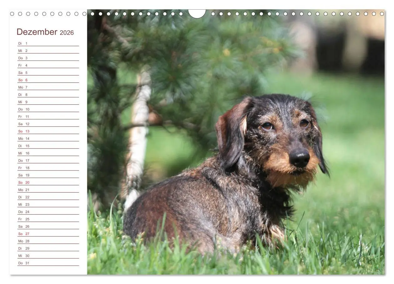 Bild: 9783457754160 | Familienplaner - Liebenswerte Rabauken - Rauhaardackel...