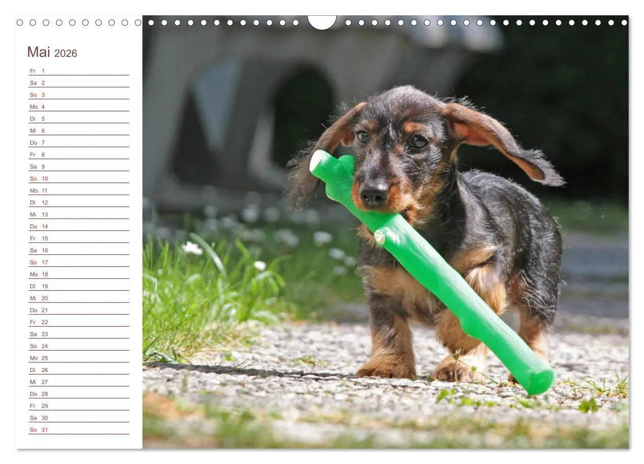 Bild: 9783457754160 | Familienplaner - Liebenswerte Rabauken - Rauhaardackel...