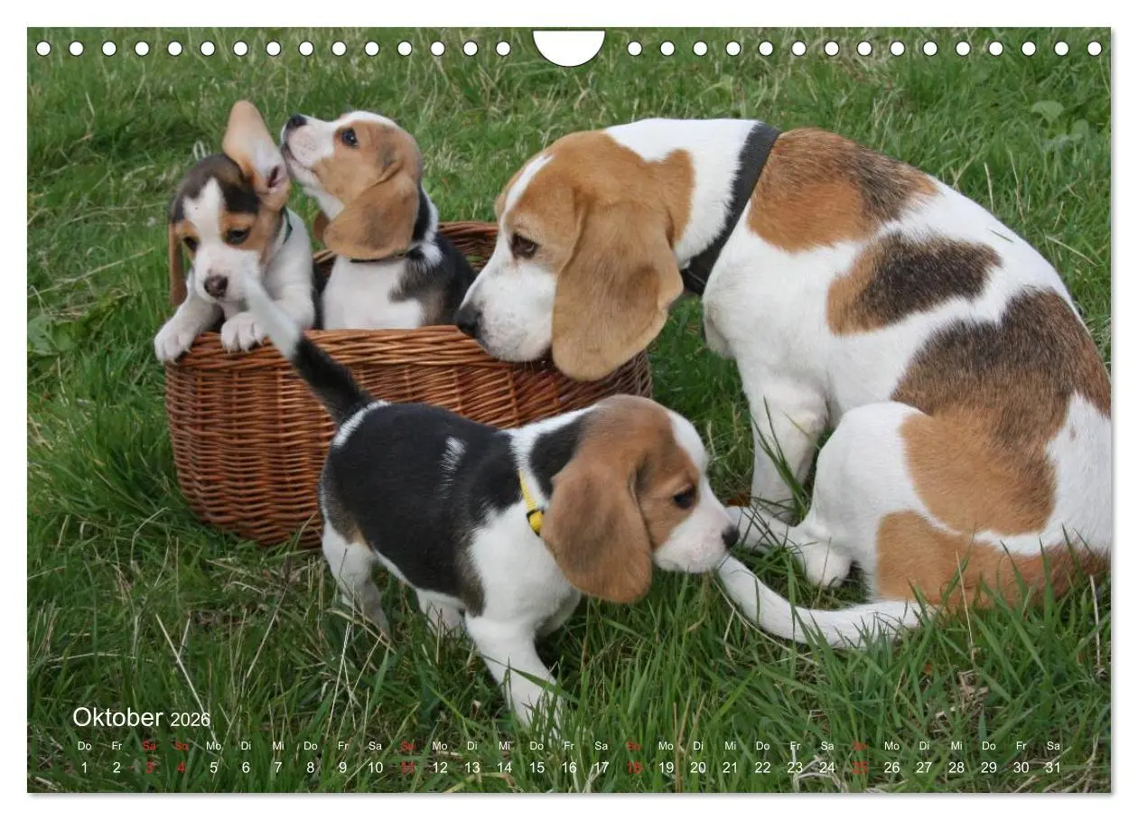 Bild: 9783516154160 | Beagle (Wandkalender 2026 DIN A4 quer), CALVENDO Monatskalender | Berg