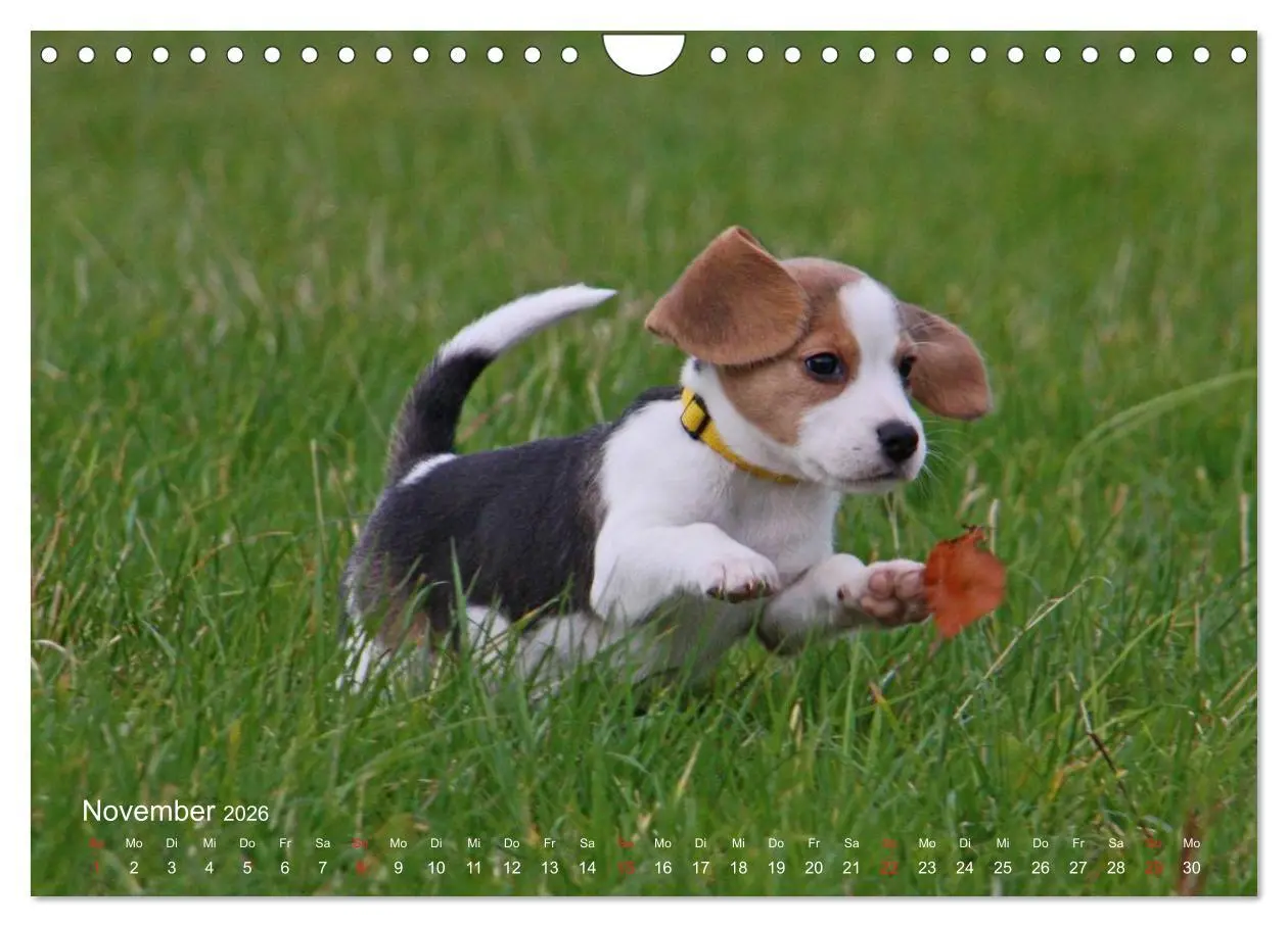 Bild: 9783516154160 | Beagle (Wandkalender 2026 DIN A4 quer), CALVENDO Monatskalender | Berg