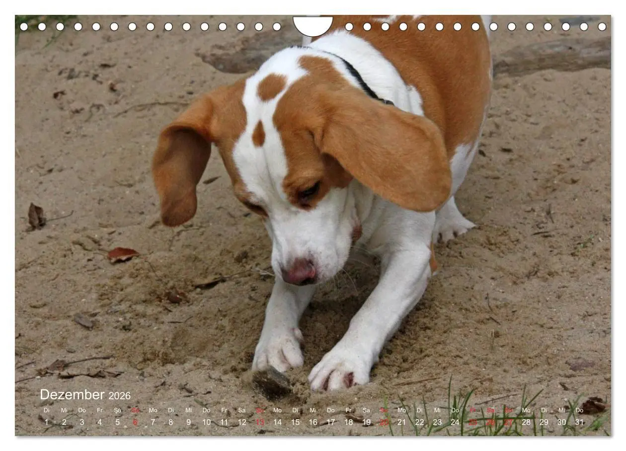Bild: 9783516154160 | Beagle (Wandkalender 2026 DIN A4 quer), CALVENDO Monatskalender | Berg