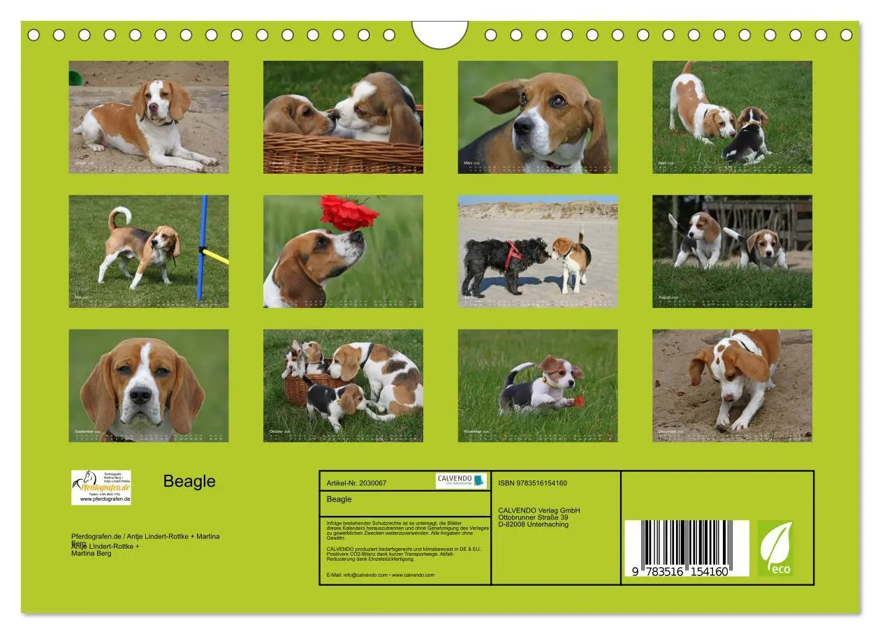 Bild: 9783516154160 | Beagle (Wandkalender 2026 DIN A4 quer), CALVENDO Monatskalender | Berg