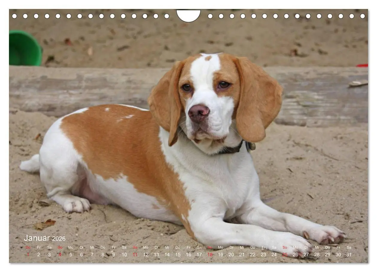 Bild: 9783516154160 | Beagle (Wandkalender 2026 DIN A4 quer), CALVENDO Monatskalender | Berg