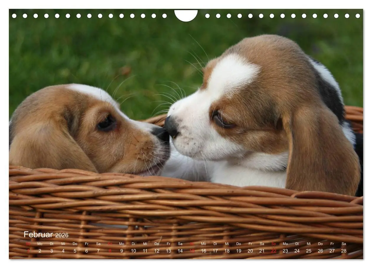 Bild: 9783516154160 | Beagle (Wandkalender 2026 DIN A4 quer), CALVENDO Monatskalender | Berg