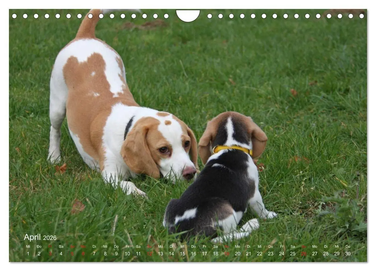 Bild: 9783516154160 | Beagle (Wandkalender 2026 DIN A4 quer), CALVENDO Monatskalender | Berg