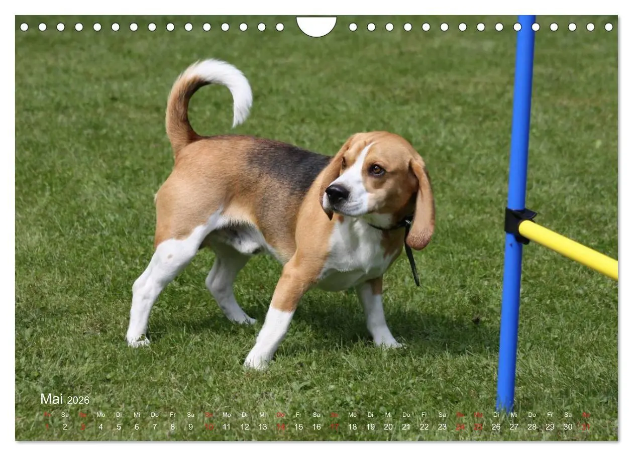 Bild: 9783516154160 | Beagle (Wandkalender 2026 DIN A4 quer), CALVENDO Monatskalender | Berg
