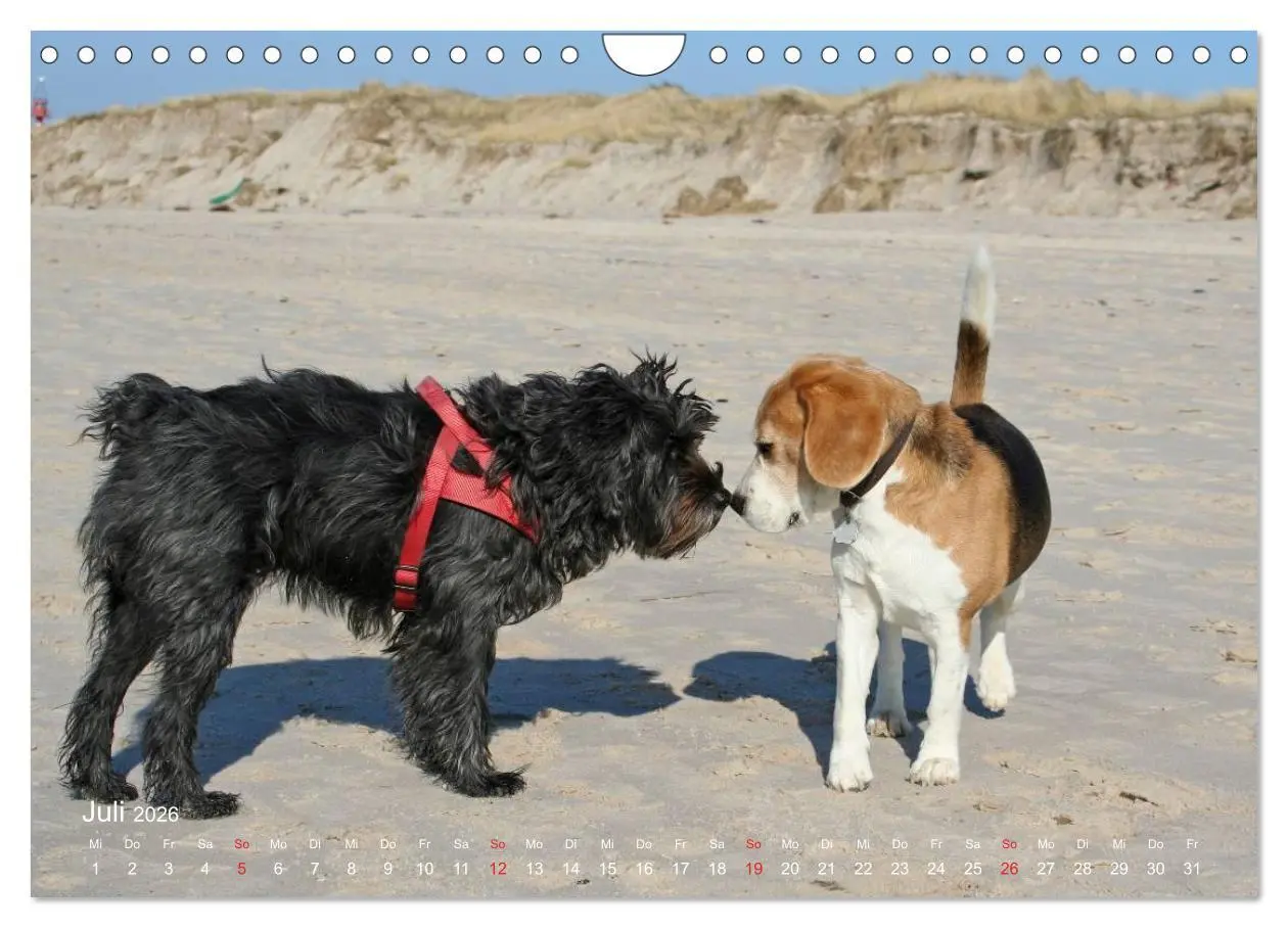 Bild: 9783516154160 | Beagle (Wandkalender 2026 DIN A4 quer), CALVENDO Monatskalender | Berg