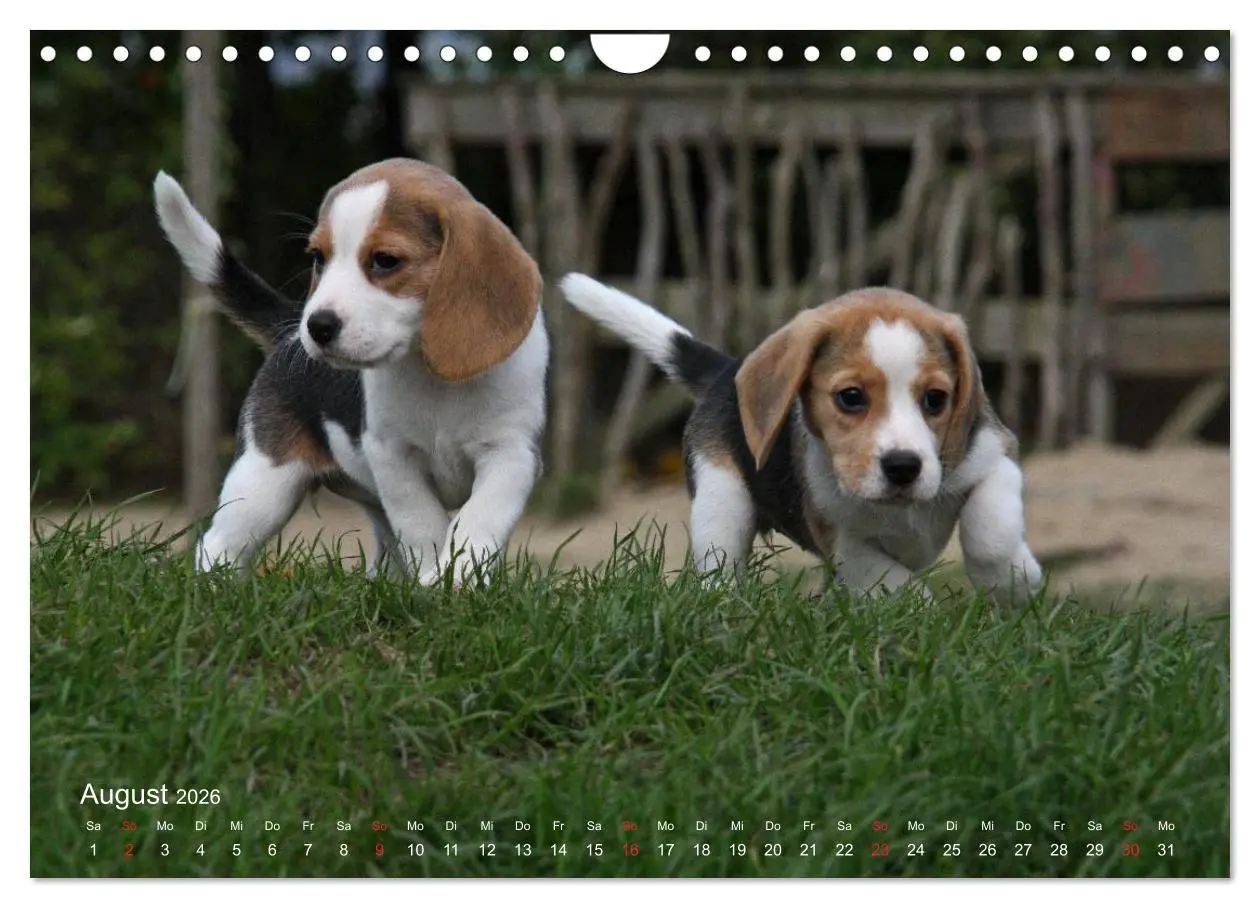 Bild: 9783516154160 | Beagle (Wandkalender 2026 DIN A4 quer), CALVENDO Monatskalender | Berg