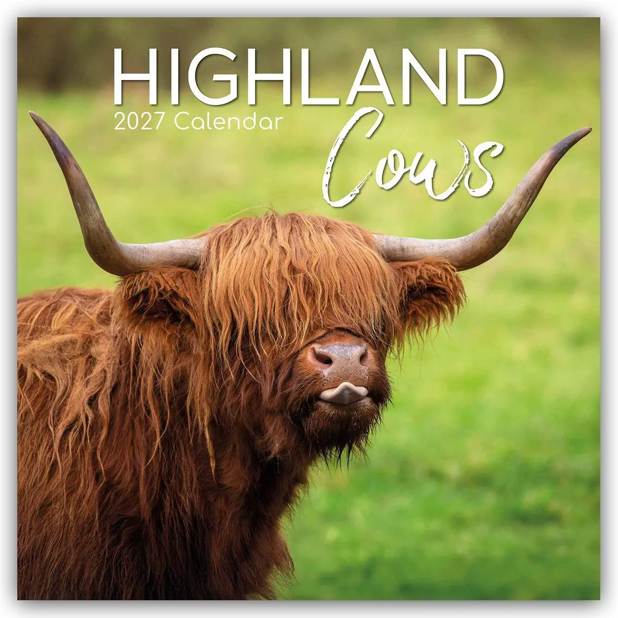 Cover: 9781805974260 | Highland Cows - Hochland-Kühe - Hochlandrinder 2027 -...