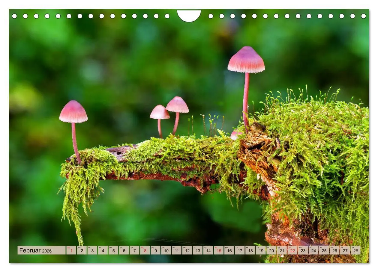 Bild: 9783457744260 | Leise durch den Wald. Sich Zeit nehmen und der Stille lauschen...