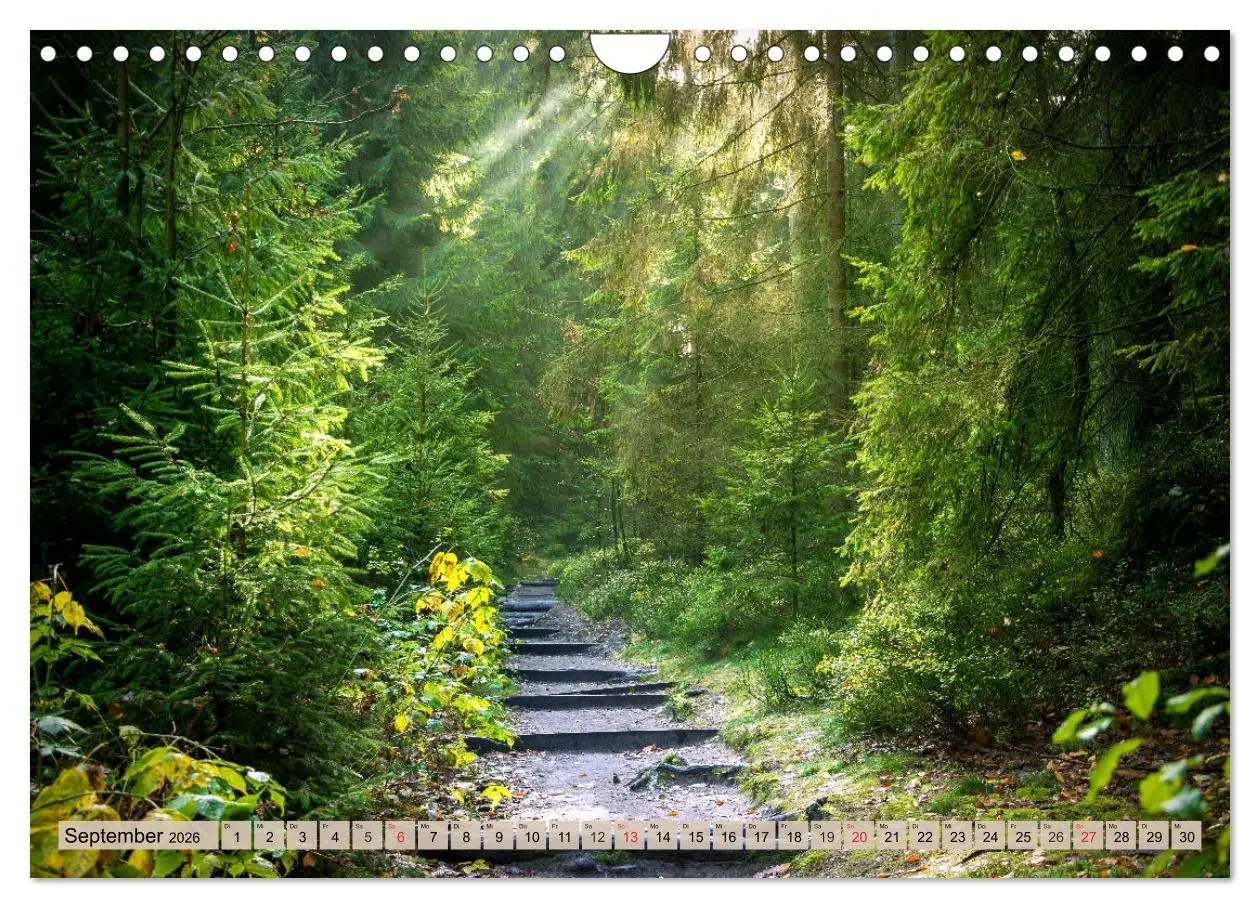 Bild: 9783457744260 | Leise durch den Wald. Sich Zeit nehmen und der Stille lauschen...