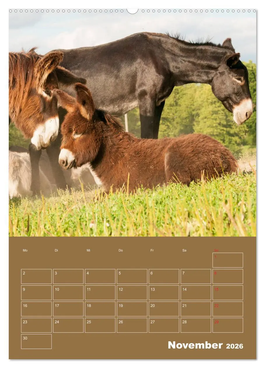 Bild: 9783516384260 | Entzückende Esel - Charmant und liebenswert (Wandkalender 2026 DIN...