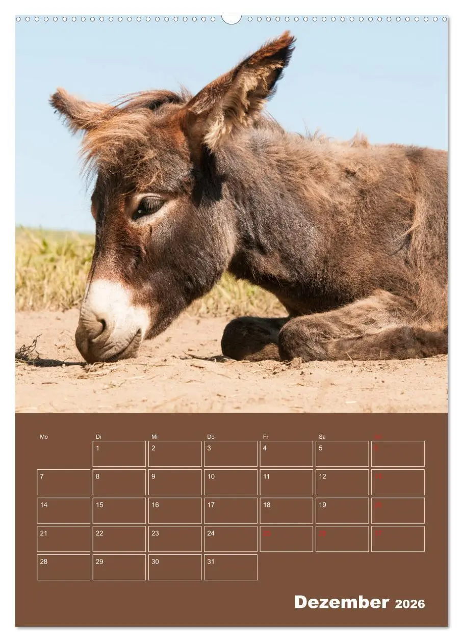 Bild: 9783516384260 | Entzückende Esel - Charmant und liebenswert (Wandkalender 2026 DIN...
