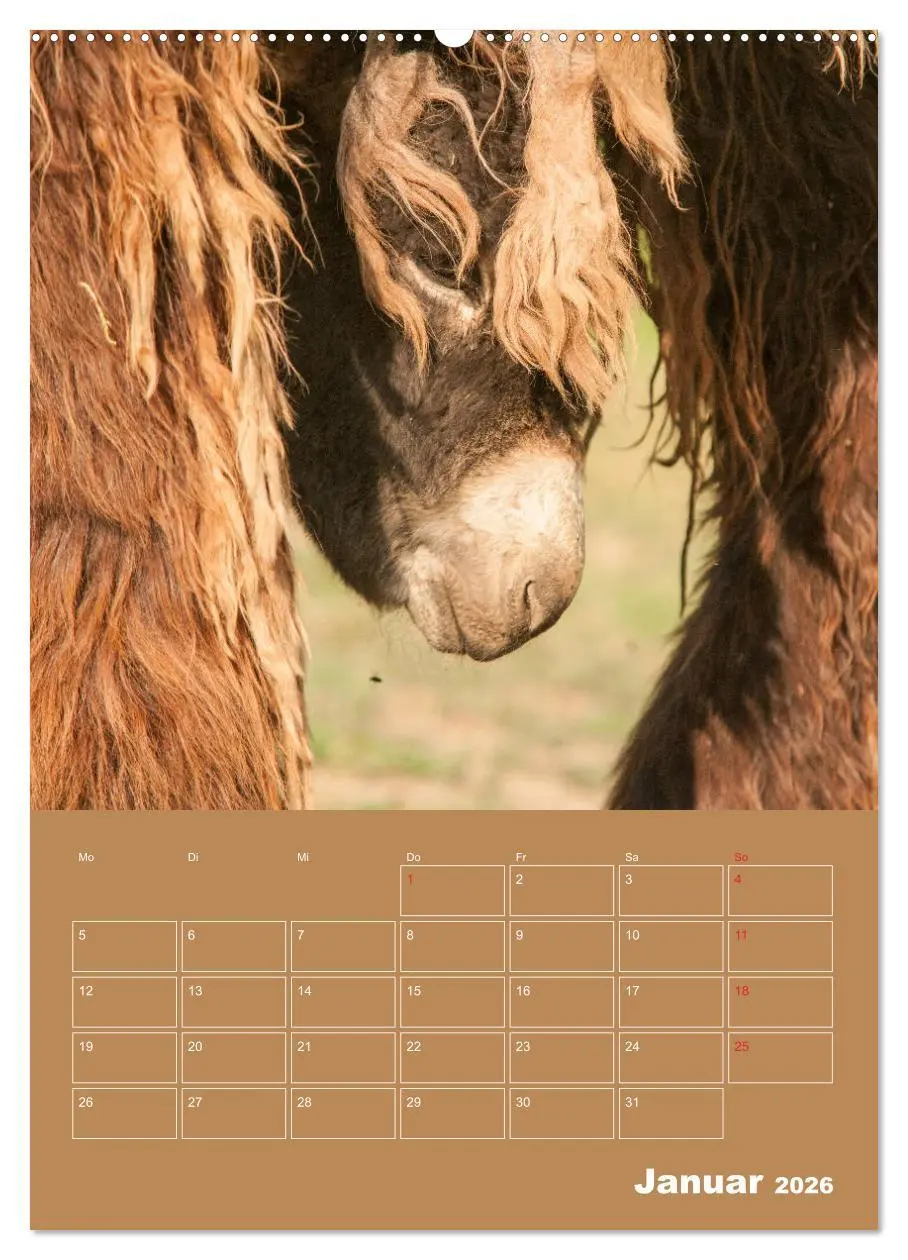 Bild: 9783516384260 | Entzückende Esel - Charmant und liebenswert (Wandkalender 2026 DIN...