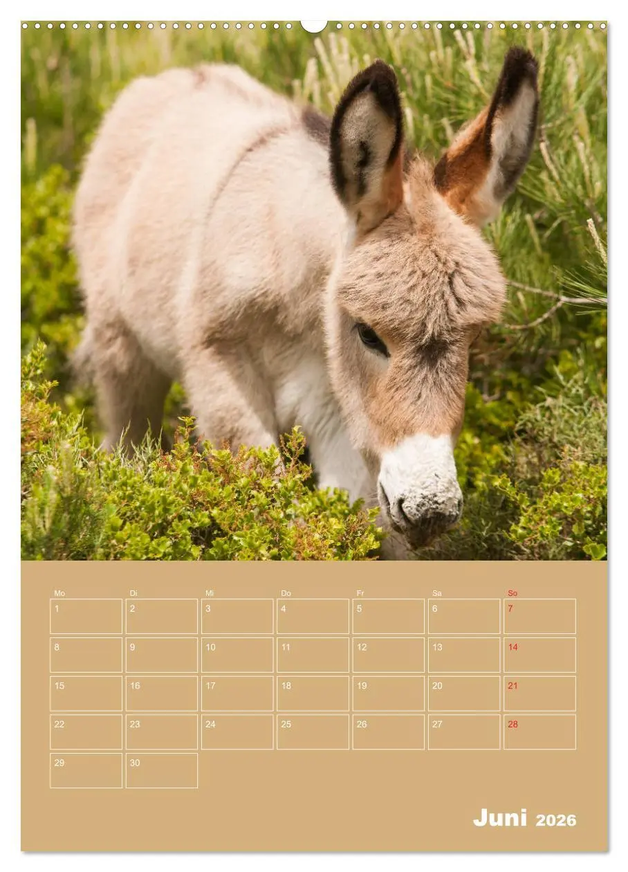 Bild: 9783516384260 | Entzückende Esel - Charmant und liebenswert (Wandkalender 2026 DIN...
