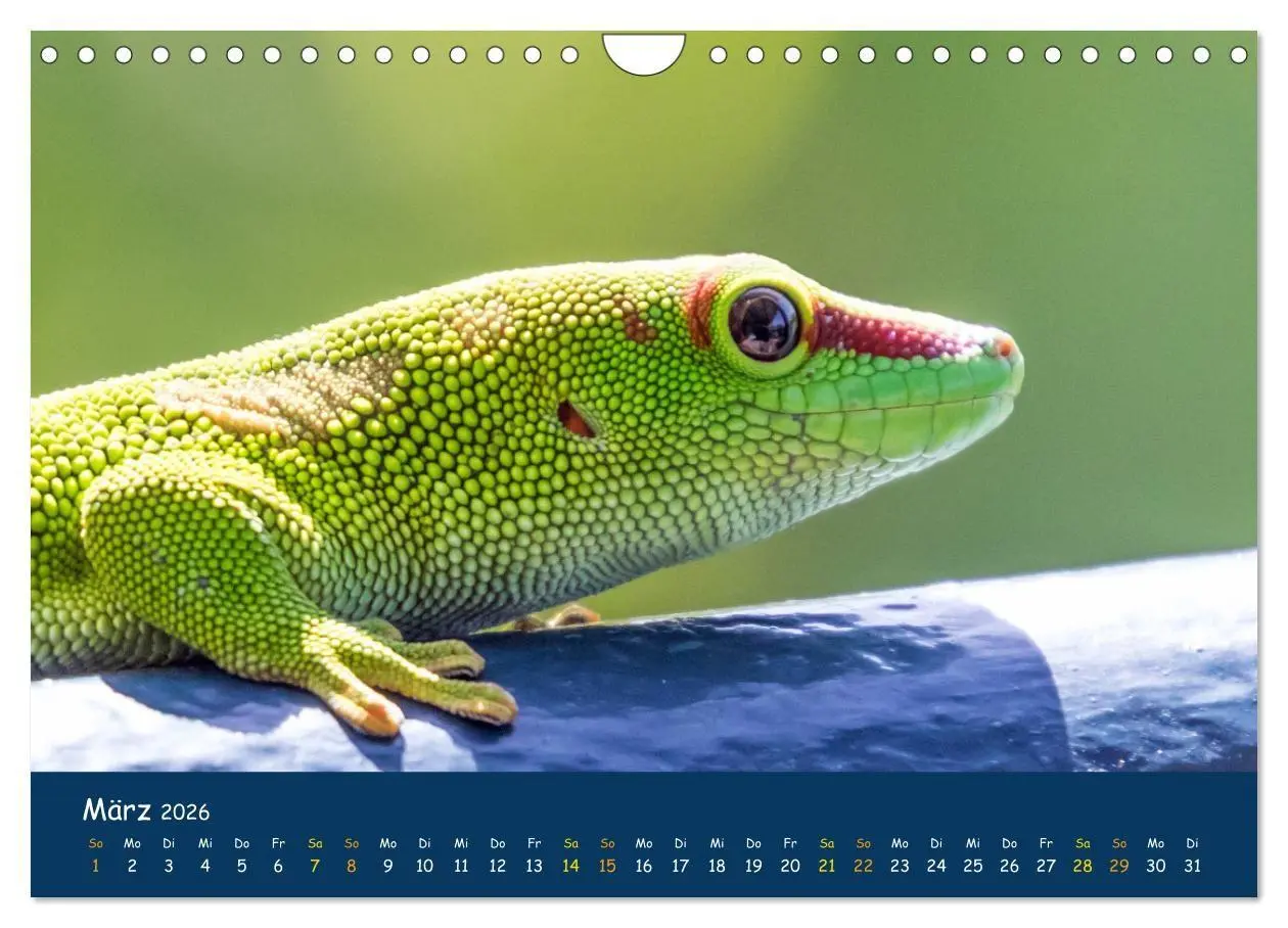 Bild: 9783516694260 | Faszinierende Tierwelt von Mauritius - Magische Momente der Natur...