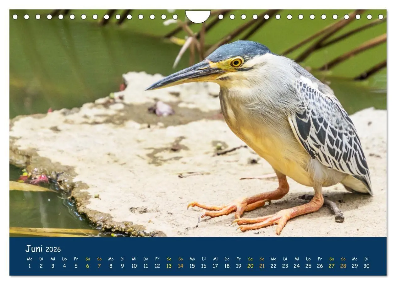 Bild: 9783516694260 | Faszinierende Tierwelt von Mauritius - Magische Momente der Natur...