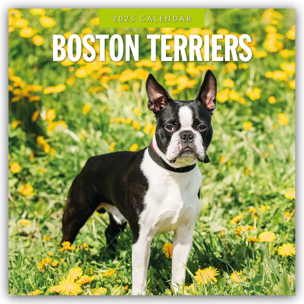 Cover: 9781804424360 | Boston Terriers - Boston Terrier 2025 - 16-Monatskalender | Ltd | 2025
