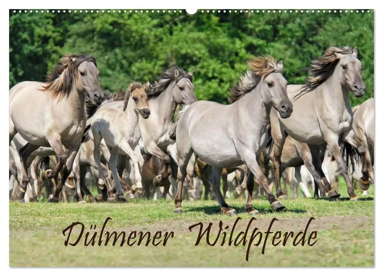 Cover: 9783516204360 | Dülmener Wildpferde (Wandkalender 2026 DIN A2 quer), CALVENDO...