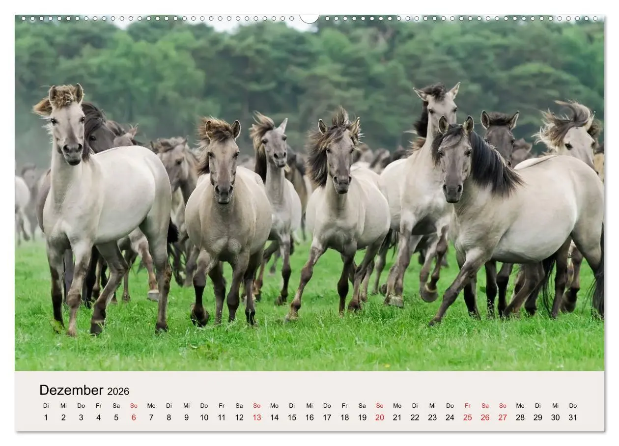 Bild: 9783516204360 | Dülmener Wildpferde (Wandkalender 2026 DIN A2 quer), CALVENDO...