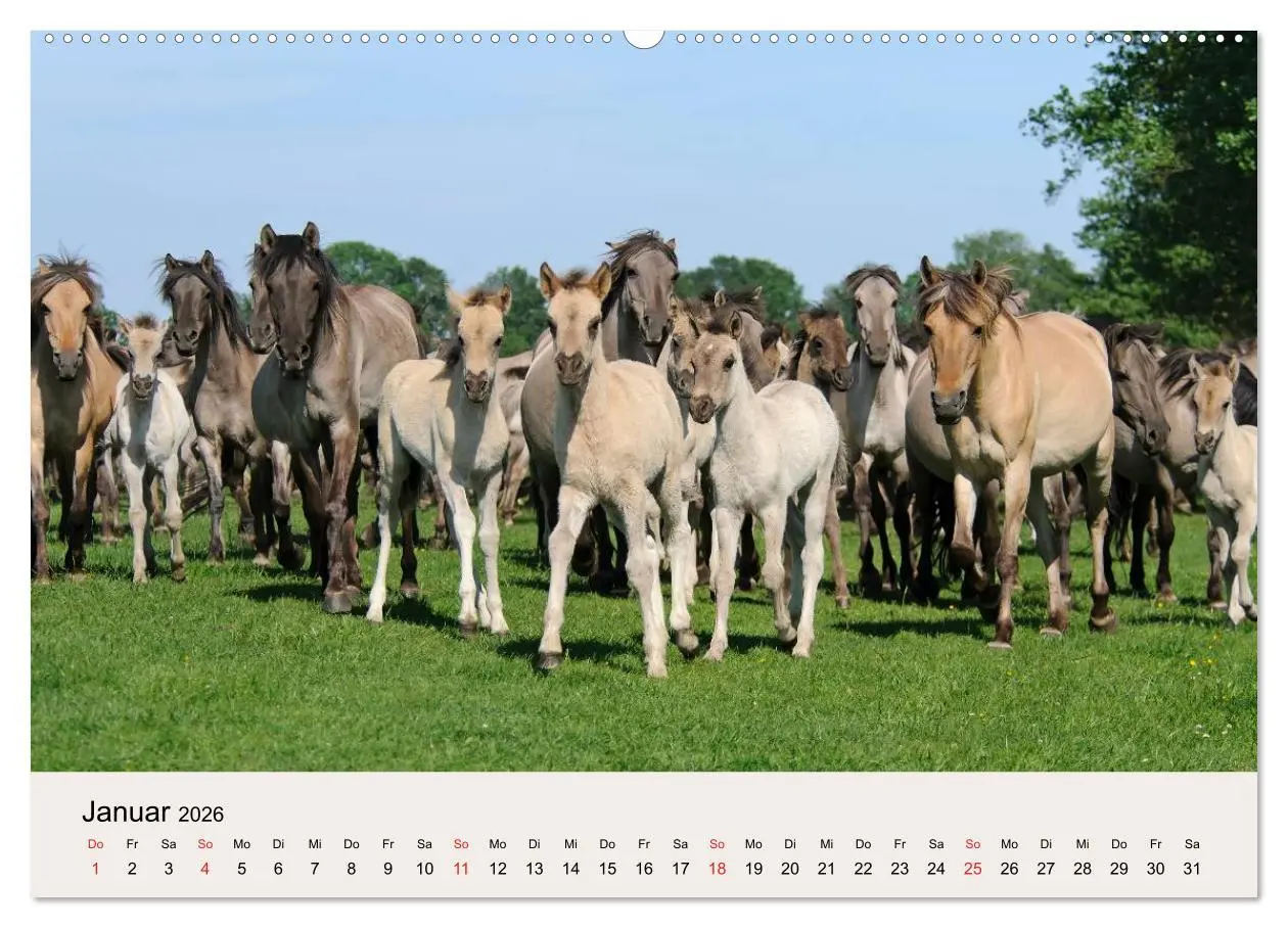 Bild: 9783516204360 | Dülmener Wildpferde (Wandkalender 2026 DIN A2 quer), CALVENDO...