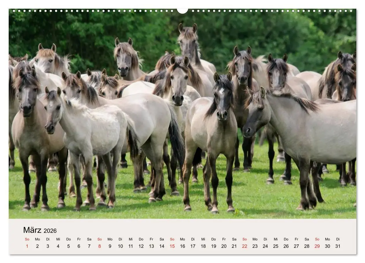 Bild: 9783516204360 | Dülmener Wildpferde (Wandkalender 2026 DIN A2 quer), CALVENDO...