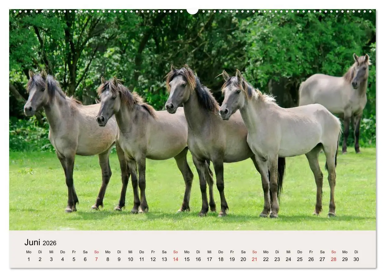 Bild: 9783516204360 | Dülmener Wildpferde (Wandkalender 2026 DIN A2 quer), CALVENDO...