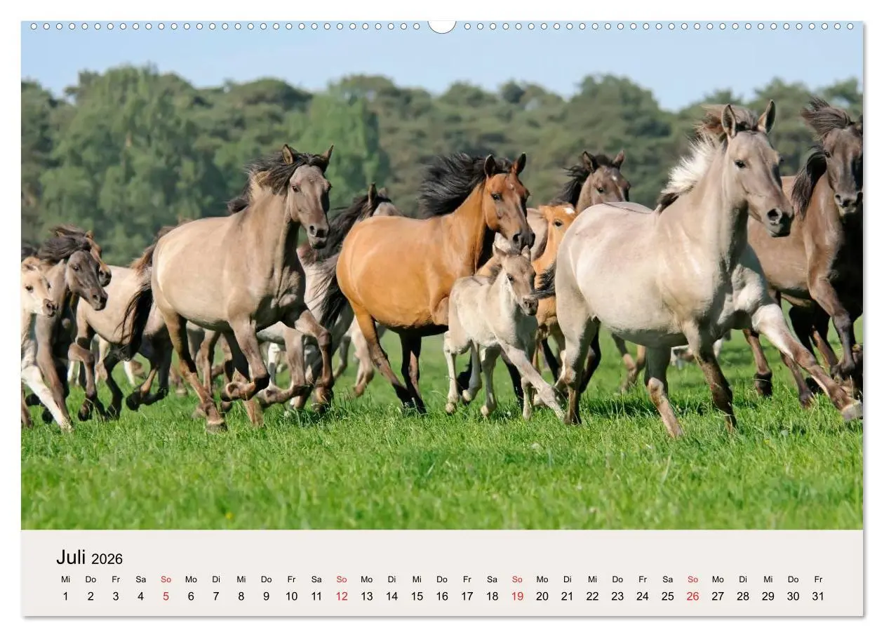 Bild: 9783516204360 | Dülmener Wildpferde (Wandkalender 2026 DIN A2 quer), CALVENDO...