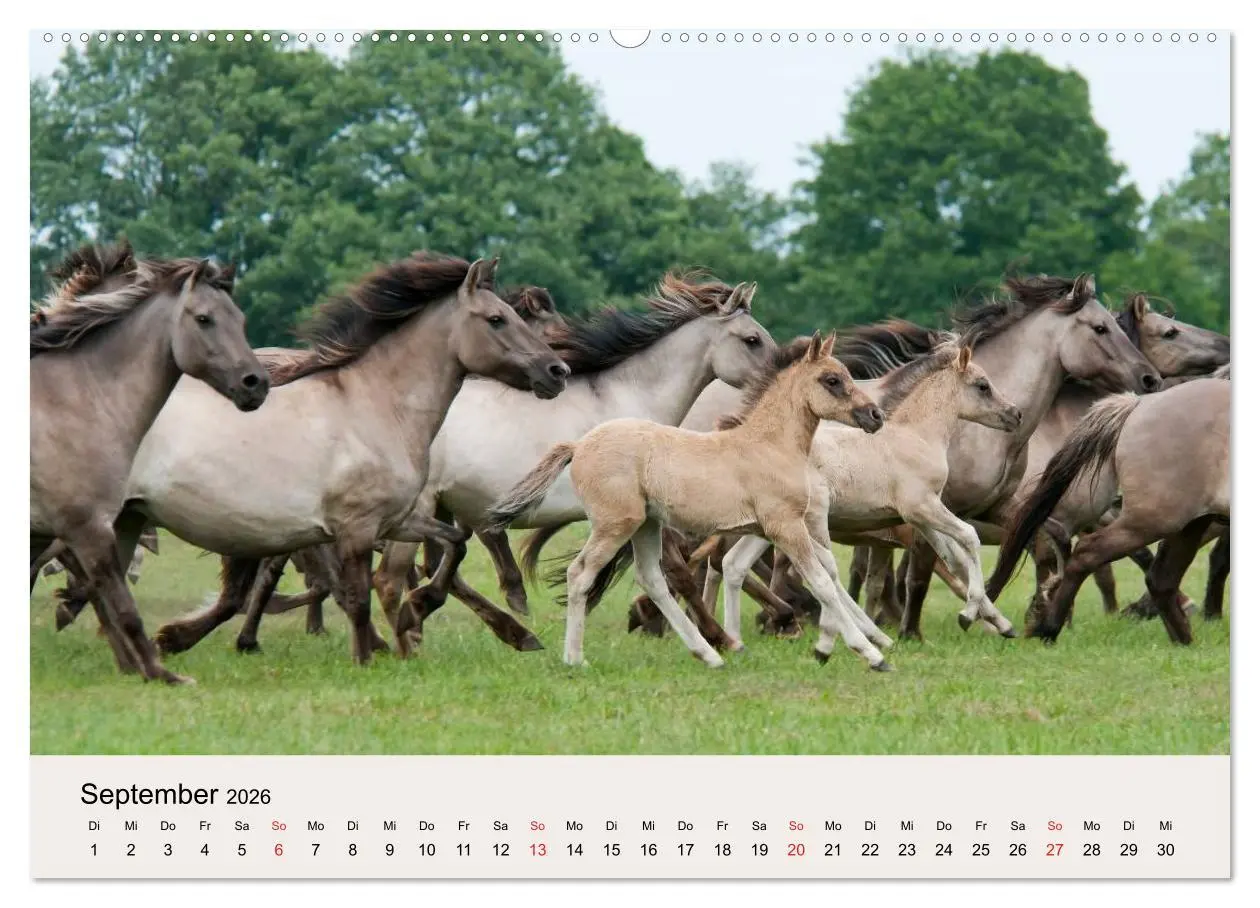 Bild: 9783516204360 | Dülmener Wildpferde (Wandkalender 2026 DIN A2 quer), CALVENDO...