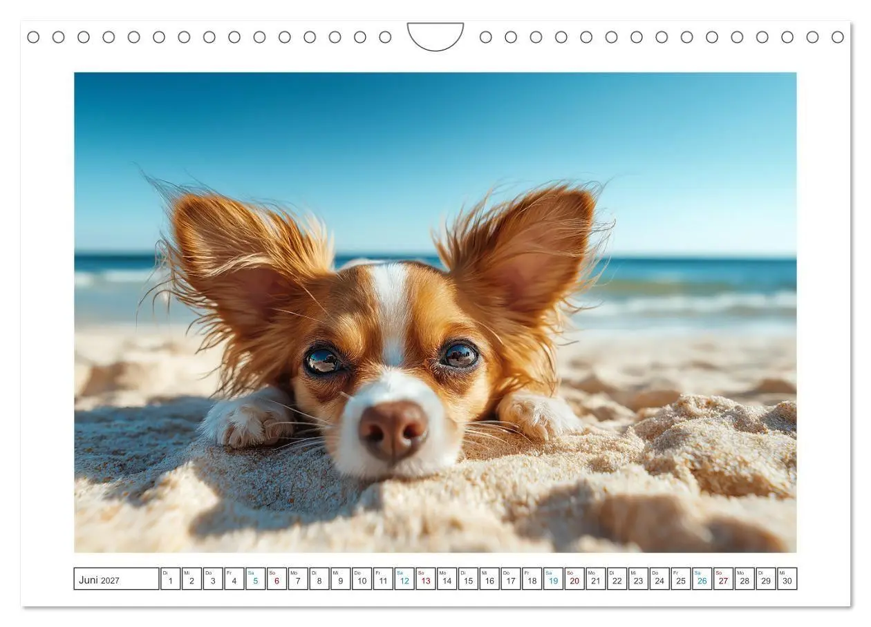 Bild: 9783516824360 | Chihuahua Glücksmomente (Wandkalender 2027 DIN A4 quer), CALVENDO...