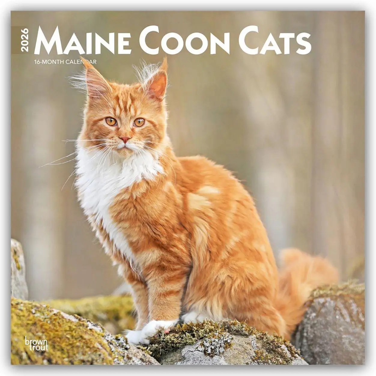 Cover: 9798330704460 | Maine Coon Cats - Maine Coon Katzen 2026 - 16-Monatskalender | 13 S.