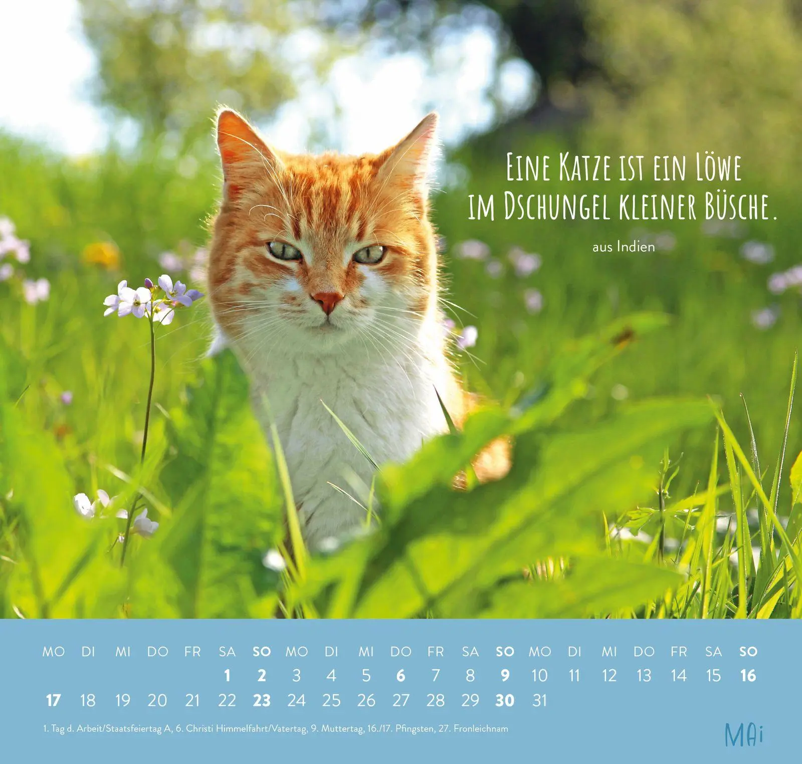 Bild: 4036442014660 | Wandkalender 2027: Für Katzenfreunde | Groh Verlag | Kalender | 12 S.