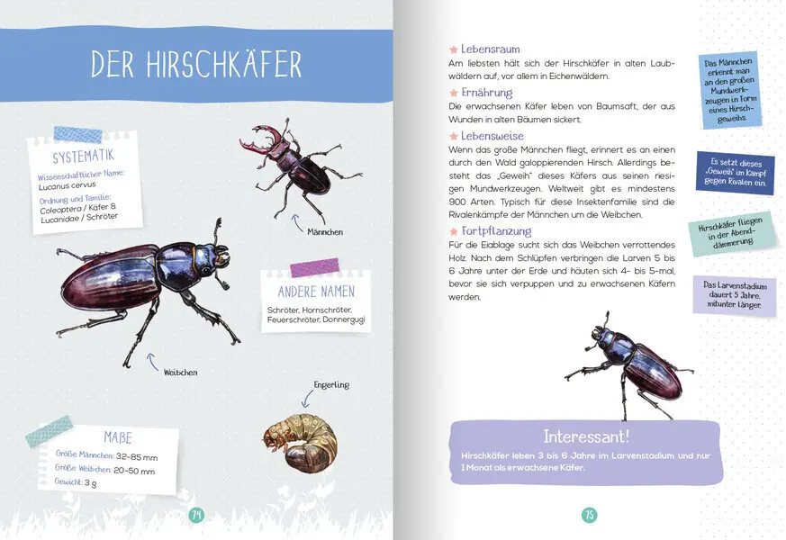 Bild: 9783741524660 | Mein Naturführer - Insekten | Entdecken - bestimmen - schützen | Buch