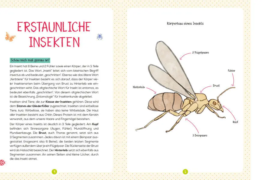 Bild: 9783741524660 | Mein Naturführer - Insekten | Entdecken - bestimmen - schützen | Buch
