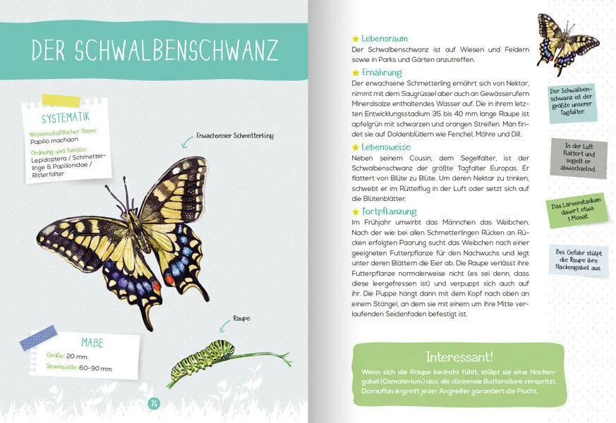 Bild: 9783741524660 | Mein Naturführer - Insekten | Entdecken - bestimmen - schützen | Buch