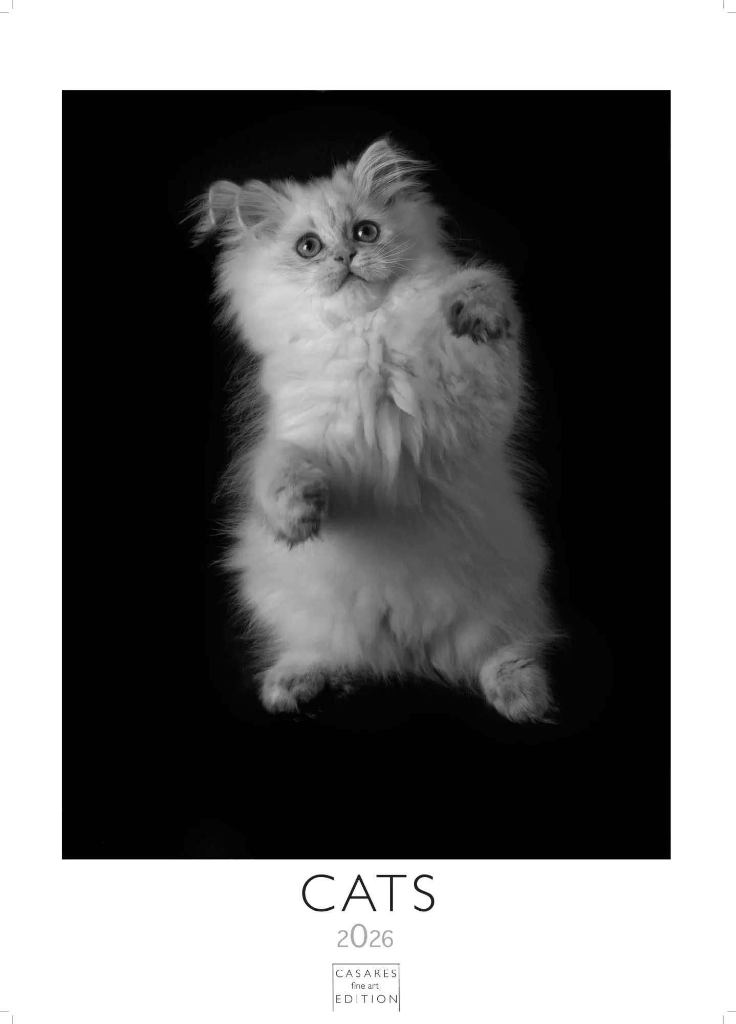 Cover: 9781835244760 | Cats schwarz-weiss Kalender 2026 - Wandkalender Fotokalender Tier...