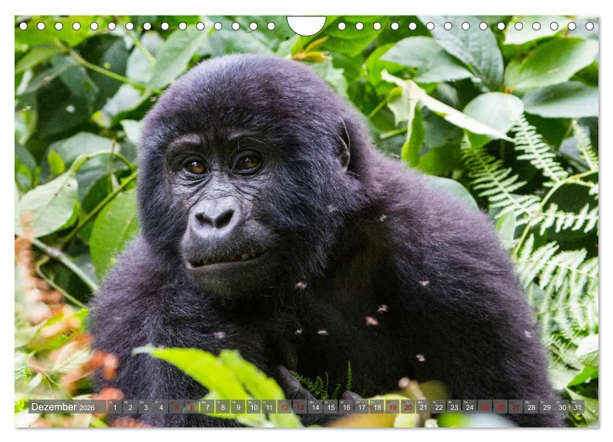 Bild: 9783457854860 | Gorillas ohne Nebel (Wandkalender 2026 DIN A4 quer), CALVENDO...