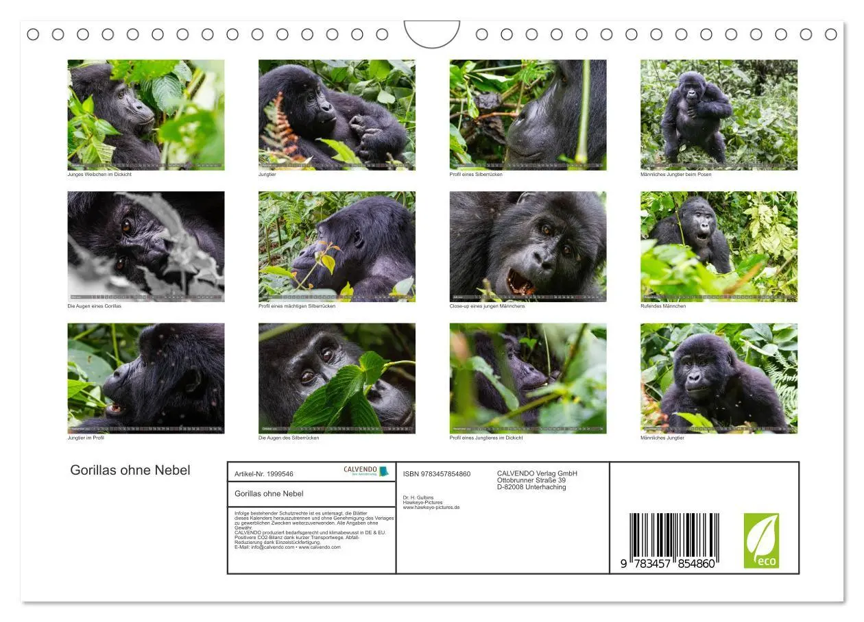 Bild: 9783457854860 | Gorillas ohne Nebel (Wandkalender 2026 DIN A4 quer), CALVENDO...
