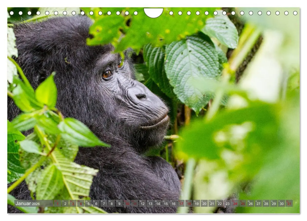 Bild: 9783457854860 | Gorillas ohne Nebel (Wandkalender 2026 DIN A4 quer), CALVENDO...