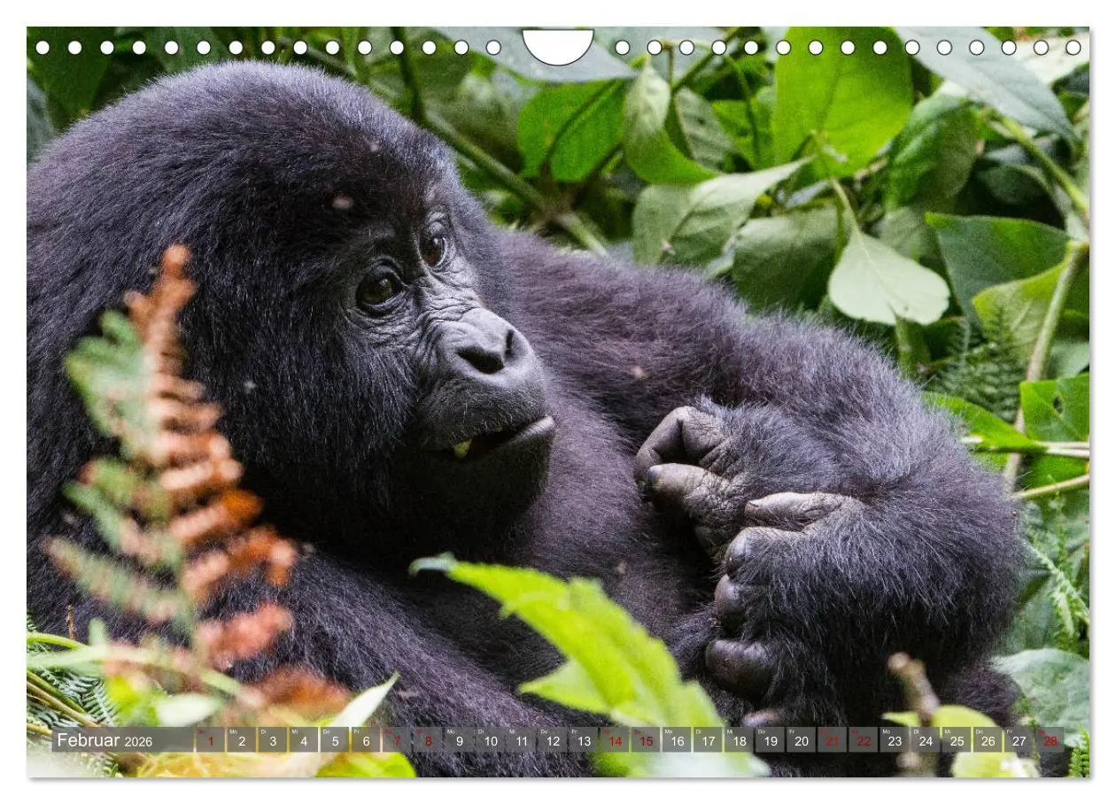 Bild: 9783457854860 | Gorillas ohne Nebel (Wandkalender 2026 DIN A4 quer), CALVENDO...