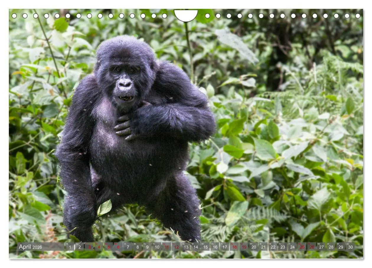 Bild: 9783457854860 | Gorillas ohne Nebel (Wandkalender 2026 DIN A4 quer), CALVENDO...