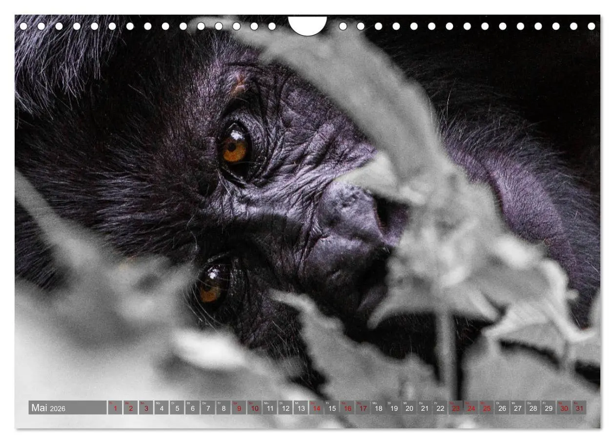 Bild: 9783457854860 | Gorillas ohne Nebel (Wandkalender 2026 DIN A4 quer), CALVENDO...