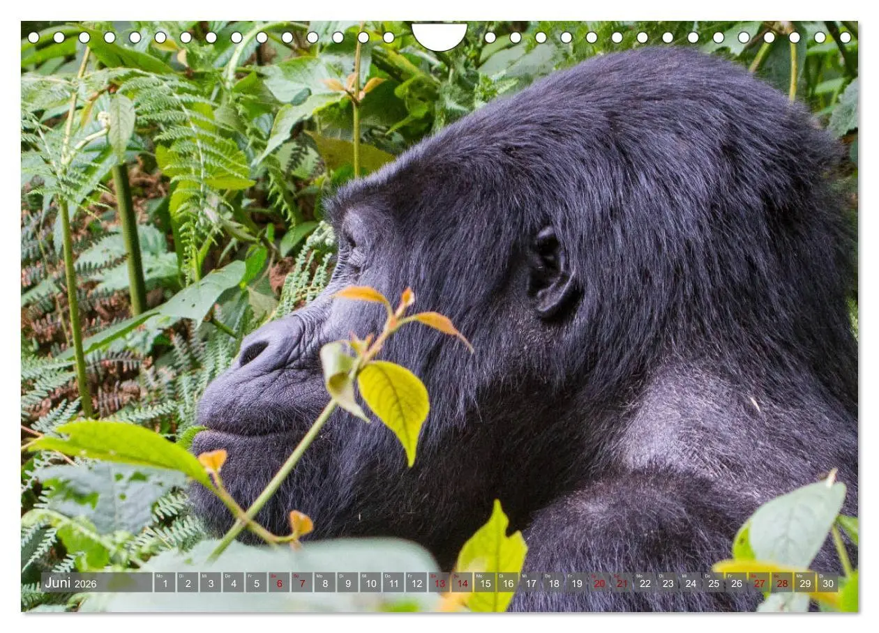 Bild: 9783457854860 | Gorillas ohne Nebel (Wandkalender 2026 DIN A4 quer), CALVENDO...