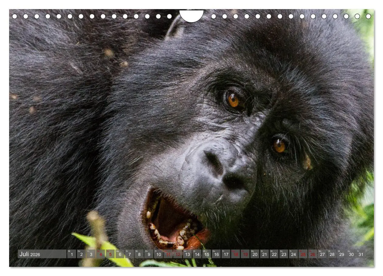 Bild: 9783457854860 | Gorillas ohne Nebel (Wandkalender 2026 DIN A4 quer), CALVENDO...