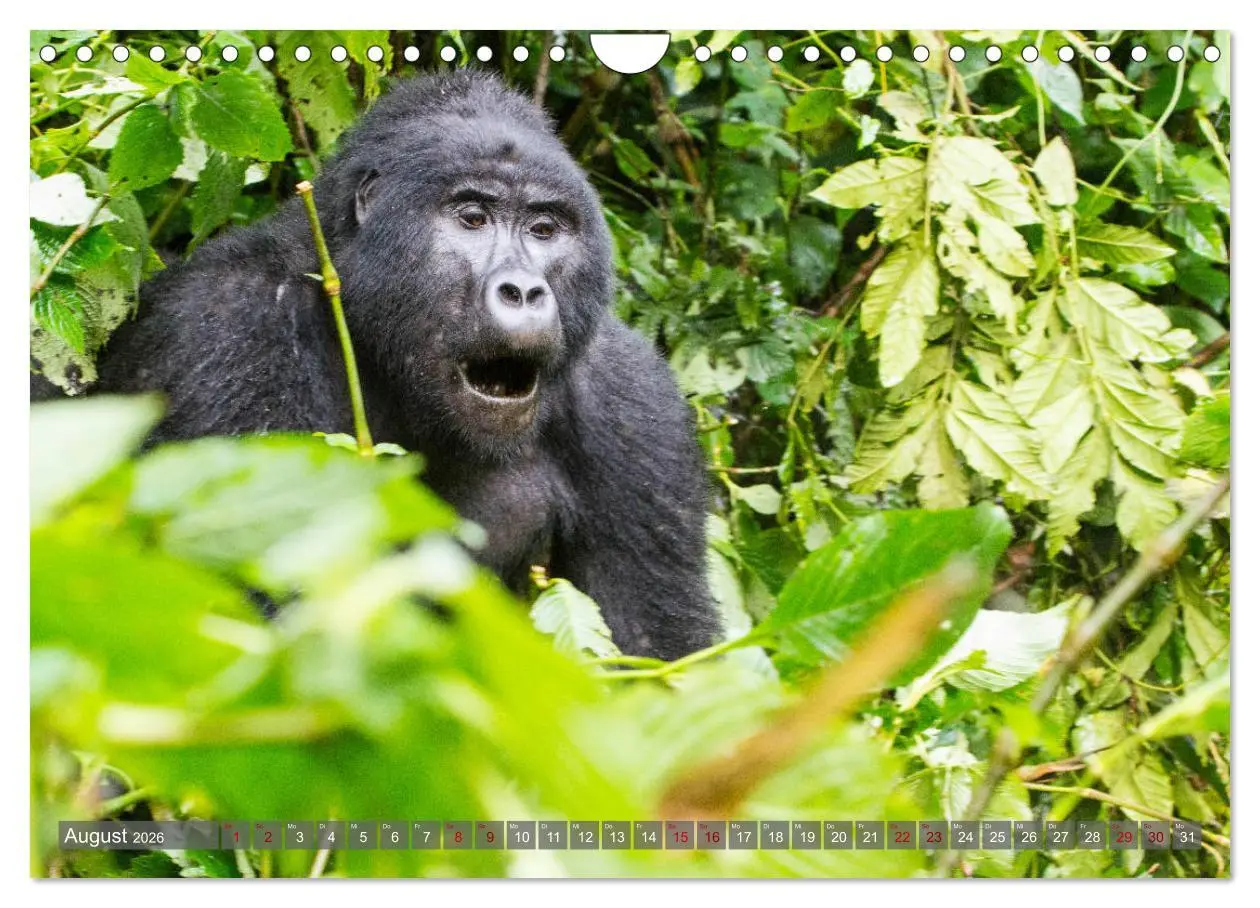 Bild: 9783457854860 | Gorillas ohne Nebel (Wandkalender 2026 DIN A4 quer), CALVENDO...