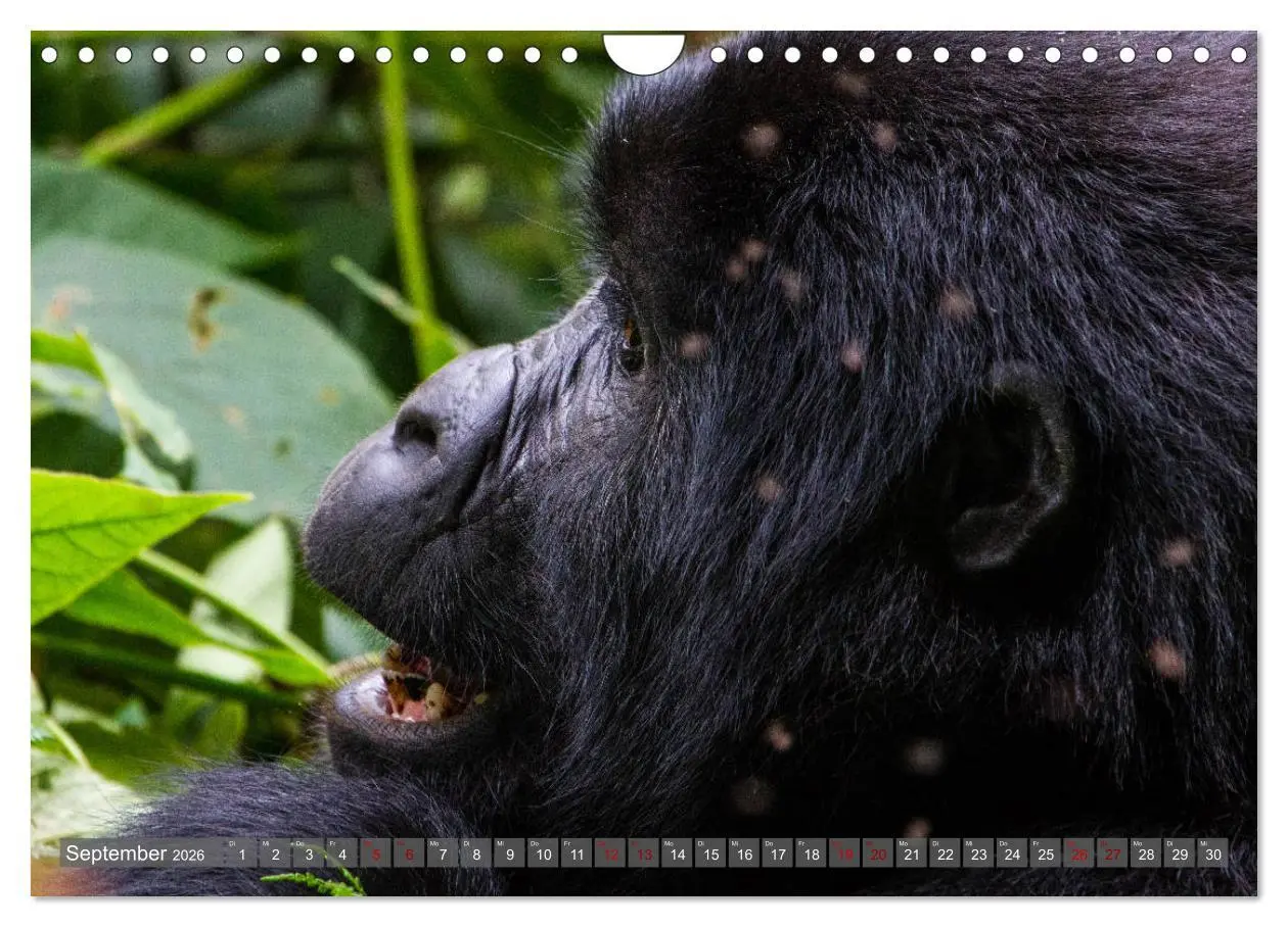 Bild: 9783457854860 | Gorillas ohne Nebel (Wandkalender 2026 DIN A4 quer), CALVENDO...