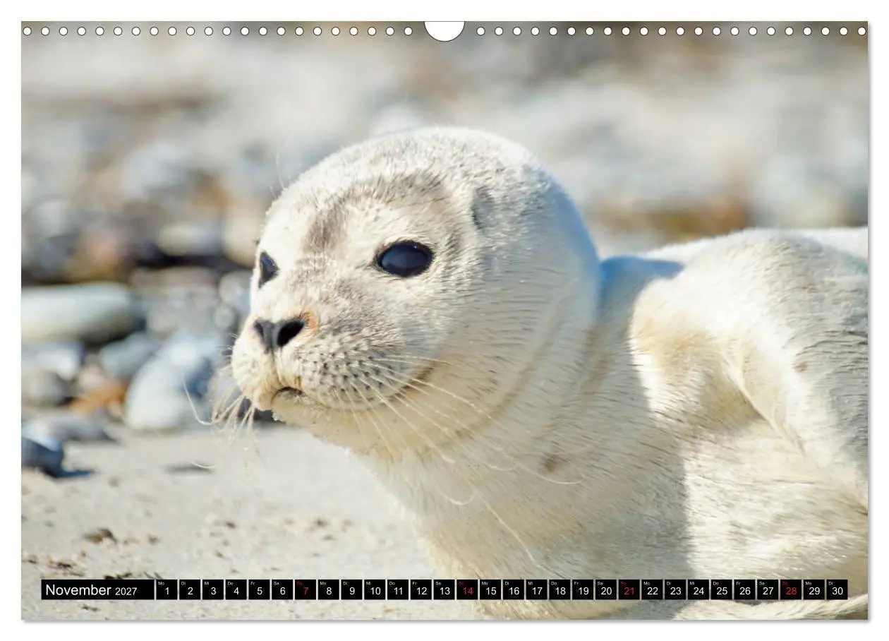 Bild: 9783569894860 | Robben an der Nordsee (Wandkalender 2027 DIN A3 quer), CALVENDO...