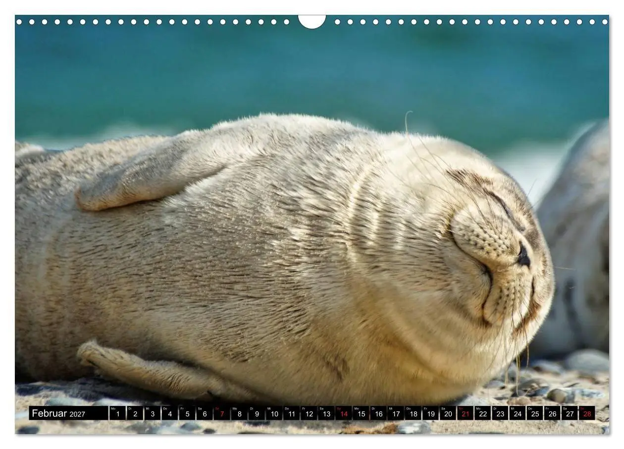 Bild: 9783569894860 | Robben an der Nordsee (Wandkalender 2027 DIN A3 quer), CALVENDO...