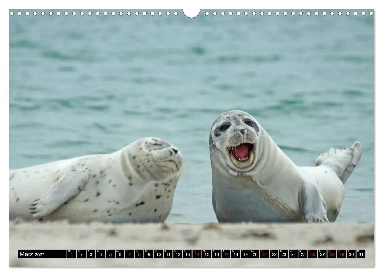 Bild: 9783569894860 | Robben an der Nordsee (Wandkalender 2027 DIN A3 quer), CALVENDO...